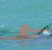 Snubfin Dolphin Eco Cruise from Broome - Accommodation Main Beach