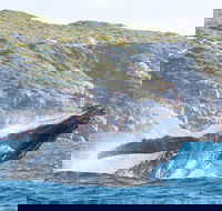 Jet Boat Whale Watching Safari from Dunsborough - Accommodation Main Beach