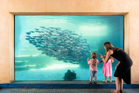 AQWA The Aquarium Of Western Australia: General Admission - Accommodation Main Beach 0