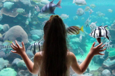 AQWA The Aquarium Of Western Australia: General Admission - Accommodation Main Beach 1