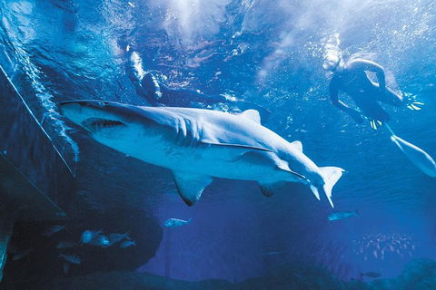 AQWA The Aquarium Of Western Australia: General Admission - Accommodation Main Beach 9