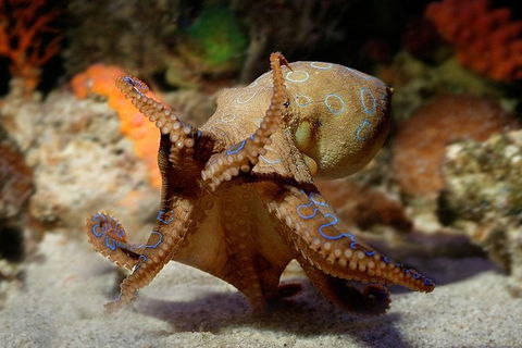 AQWA The Aquarium Of Western Australia: General Admission - Accommodation Main Beach 15