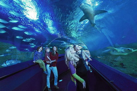 AQWA The Aquarium Of Western Australia: General Admission - Accommodation Main Beach 14