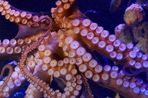AQWA The Aquarium Of Western Australia: General Admission - Accommodation Main Beach 8