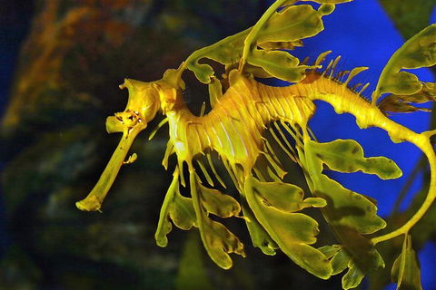 AQWA The Aquarium Of Western Australia: General Admission - Accommodation Main Beach 13