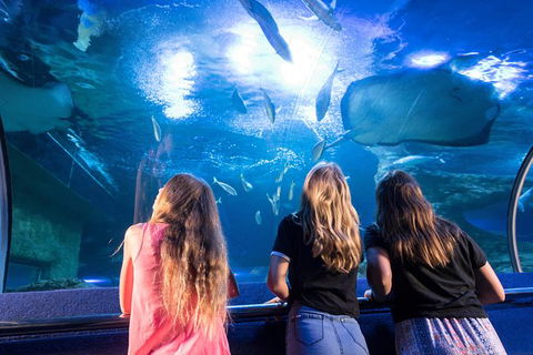 AQWA The Aquarium Of Western Australia: General Admission - Accommodation Main Beach 7