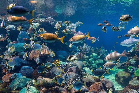 AQWA The Aquarium Of Western Australia: General Admission - Accommodation Main Beach 10