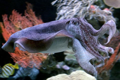 AQWA The Aquarium Of Western Australia: General Admission - Accommodation Main Beach 16