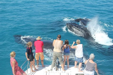 Half-Day Whale Watching Sunset Cruise From Broome - Accommodation Main Beach 1