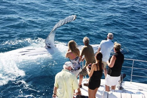 Half-Day Whale Watching Sunset Cruise From Broome - Accommodation Main Beach 2