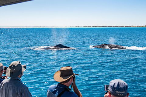 Half-Day Whale Watching Sunset Cruise From Broome - Accommodation Main Beach 5