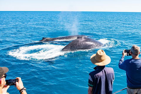 Half-Day Whale Watching Sunset Cruise From Broome - Accommodation Main Beach 7