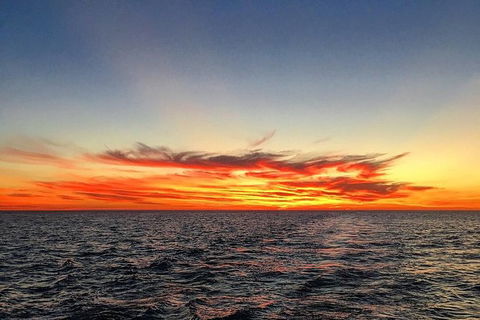 Half-Day Whale Watching Sunset Cruise From Broome - Accommodation Main Beach 8