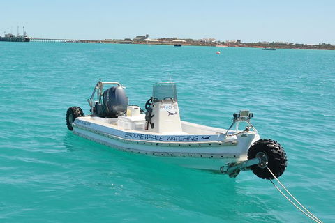 Half-Day Whale Watching Sunset Cruise From Broome - Accommodation Main Beach 4