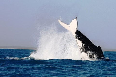 Half-Day Whale Watching Sunset Cruise From Broome - Accommodation Main Beach 6