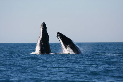 Half-Day Whale Watching Sunset Cruise From Broome - Accommodation Main Beach 3