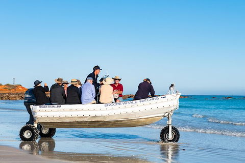 Half-Day Whale Watching Sunset Cruise From Broome - Accommodation Main Beach 11