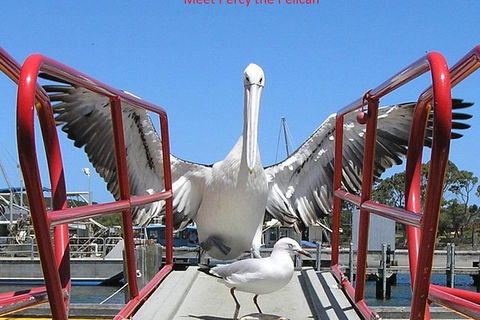 Kalgan Queen Scenic Cruises A Four Hour Sheltered Water Wildlife Tour Daily Fun. - Accommodation Main Beach 1