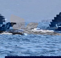 3 Hour Winter Whale Safari May - Oct around King George Sound - Accommodation Main Beach