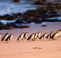 Phillip Island Penguin Parade Entry and Express Shuttle from Melbourne - Accommodation Main Beach