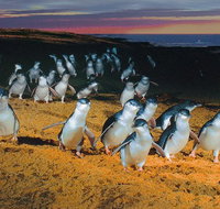 Phillip Island Tour from Melbourne - Accommodation Main Beach