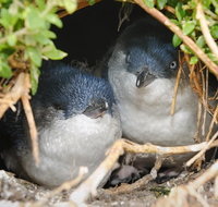 Phillip Island Penguin Parade Evening Tour - Accommodation Main Beach