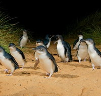 Phillip Island Penguin Parade Express Tour from Melbourne - Accommodation Main Beach