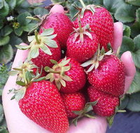 Mornington Peninsula including Strawberry Farm Day Tour from Melbourne - Accommodation Main Beach