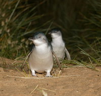 Full-Day Penguin Parade and Melbourne City Tour From Melbourne - Accommodation Main Beach