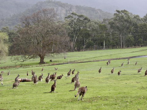Grampians National Park Small-Group Eco Tour From Melbourne - Accommodation Main Beach 7