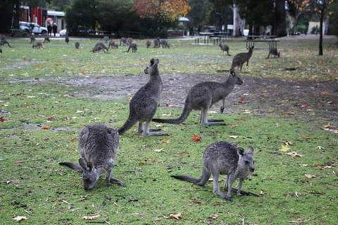 Grampians National Park Small-Group Eco Tour From Melbourne - Accommodation Main Beach 13
