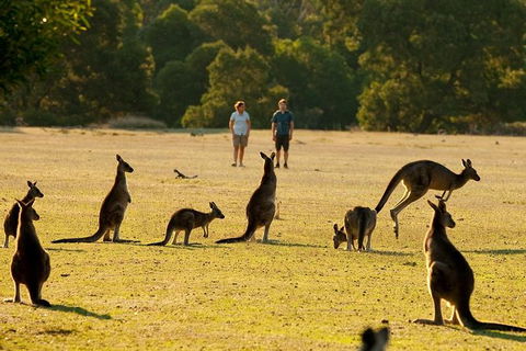 Grampians National Park Small-Group Eco Tour From Melbourne - Accommodation Main Beach 25