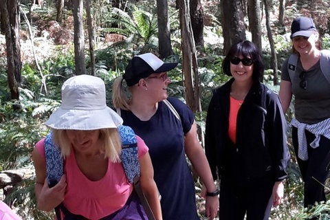GPS Guided Walks In The Daylesford Forest - Accommodation Main Beach 1
