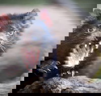 Port Arthur and Tassie Devils Active Day Tour from Hobart