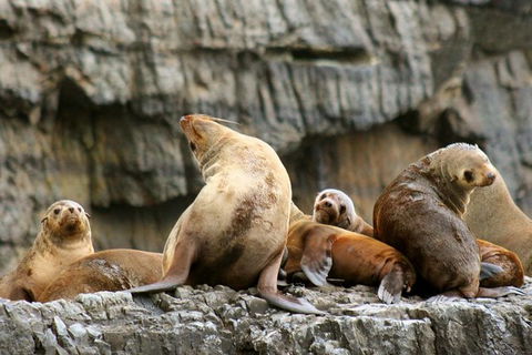 3-Hour Tasman Peninsula Wilderness Cruise From Port Arthur - Accommodation Main Beach 1