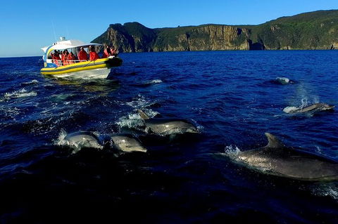 3-Hour Tasman Peninsula Wilderness Cruise From Port Arthur - Accommodation Main Beach 4