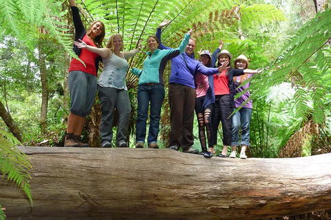 Mt Field National Park Active Day-Trip Including Bonorong And Mt Wellington - Accommodation Main Beach 4