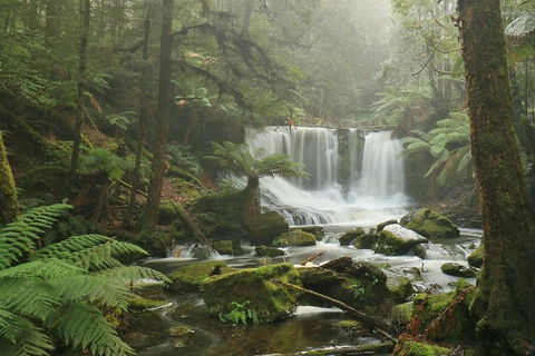 Mt Field National Park Active Day-Trip Including Bonorong And Mt Wellington - Accommodation Main Beach 10