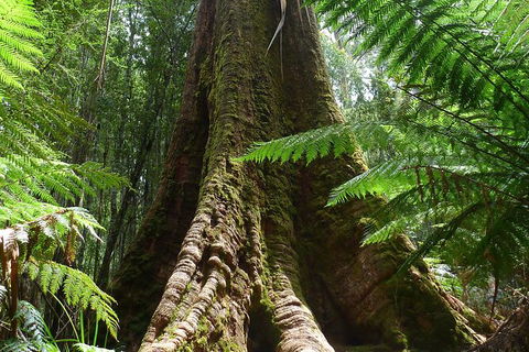 Mt Field National Park Active Day-Trip Including Bonorong And Mt Wellington - Accommodation Main Beach 11