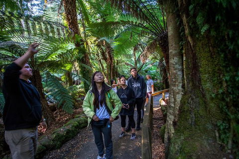 Mt Field National Park Active Day-Trip Including Bonorong And Mt Wellington - Accommodation Main Beach 5