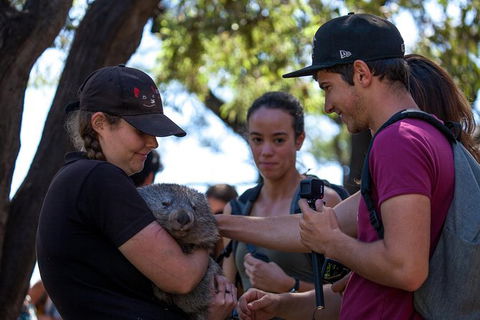 Mt Field National Park Active Day-Trip Including Bonorong And Mt Wellington - Accommodation Main Beach 13