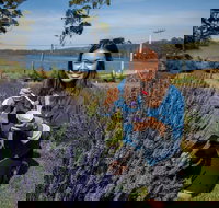 Port Arthur and Lavender Farm Active Day Tour