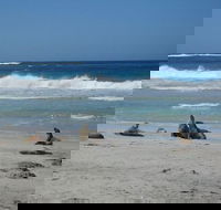 Kangaroo Island in a Day Tour from Adelaide - Accommodation Main Beach