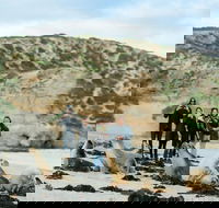 Small-Group Kangaroo Island 4WD Tour from Adelaide - Accommodation Main Beach