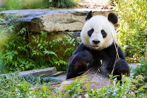 Adelaide Zoo Behind The Scenes Experience: Exclusive Giant Panda Experience - Accommodation Main Beach 1