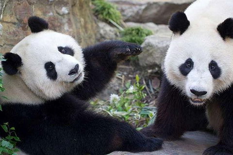 Adelaide Zoo Behind The Scenes Experience: Exclusive Giant Panda Experience - Accommodation Main Beach 0