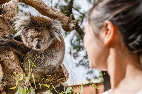 Adelaide Zoo Behind The Scenes Experience: Koala Encounter - Accommodation Main Beach 0