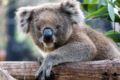 Adelaide Zoo Behind The Scenes Experience: Koala Encounter - Accommodation Main Beach 1