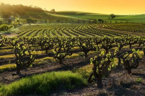 Adelaide Super Saver: Adelaide City Sightseeing Tour Plus Barossa Valley And Hahndorf Tour - Accommodation Main Beach 1