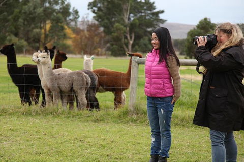 Alpaca Farm 2 Hour Tour - Accommodation Main Beach 1